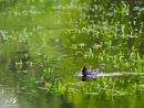 Moorhen - Kokoszka